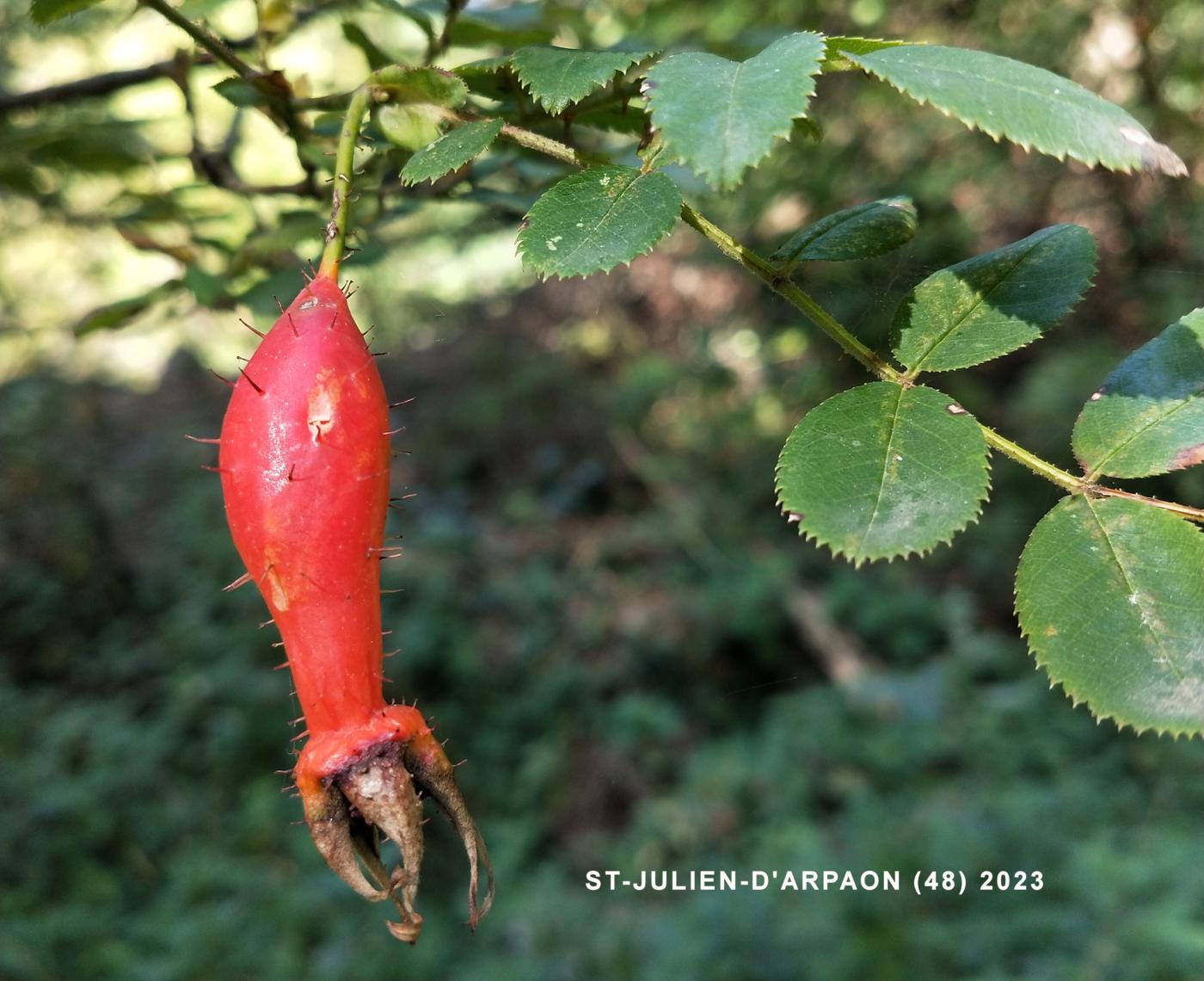 Rose, Moyes fruit